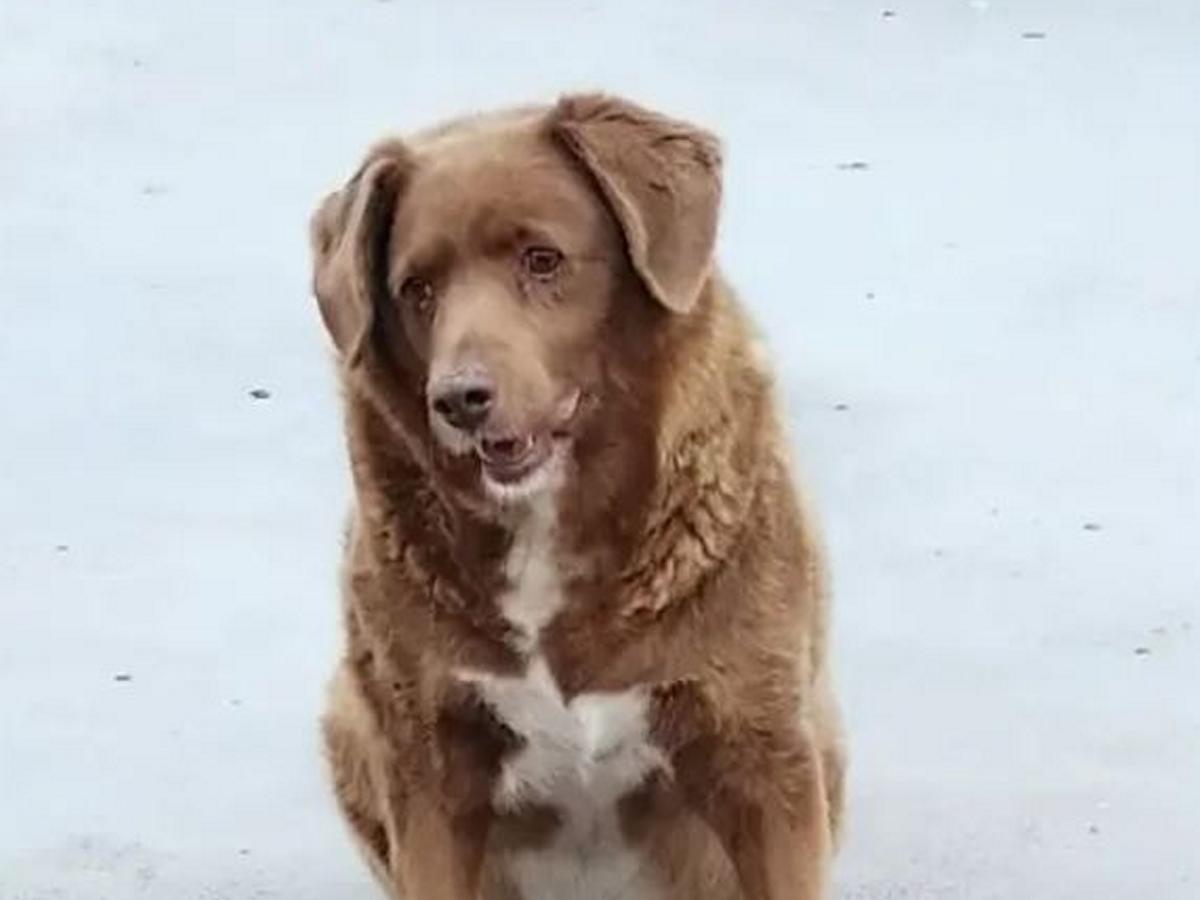 Muere Boby, el perro más viejo del mundo; tenía 31 años