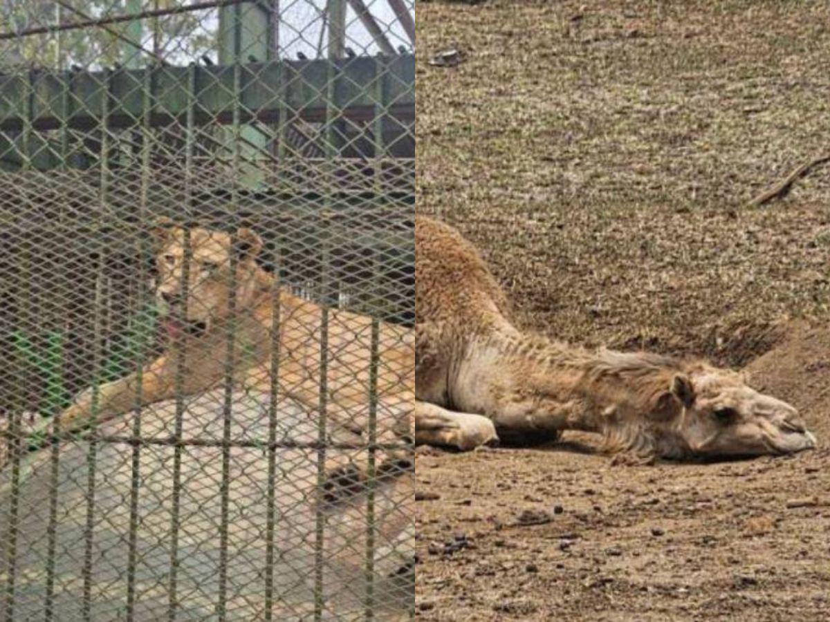 Empleados de Joya Grande se robaban alimentos que eran para los animales, según OABI