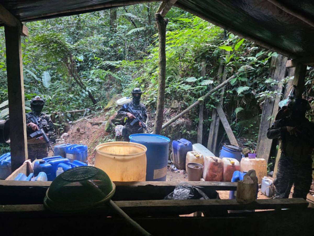 Aseguran 47 mil plantas de droga y narcolaboratorios en zonas montañosas de Colón