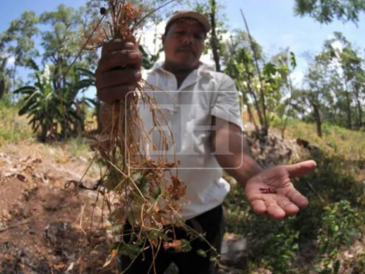 No se salvó ni un cultivo, ahora peligra el agua para consumo: el rastro de la sequía en el Corredor Seco