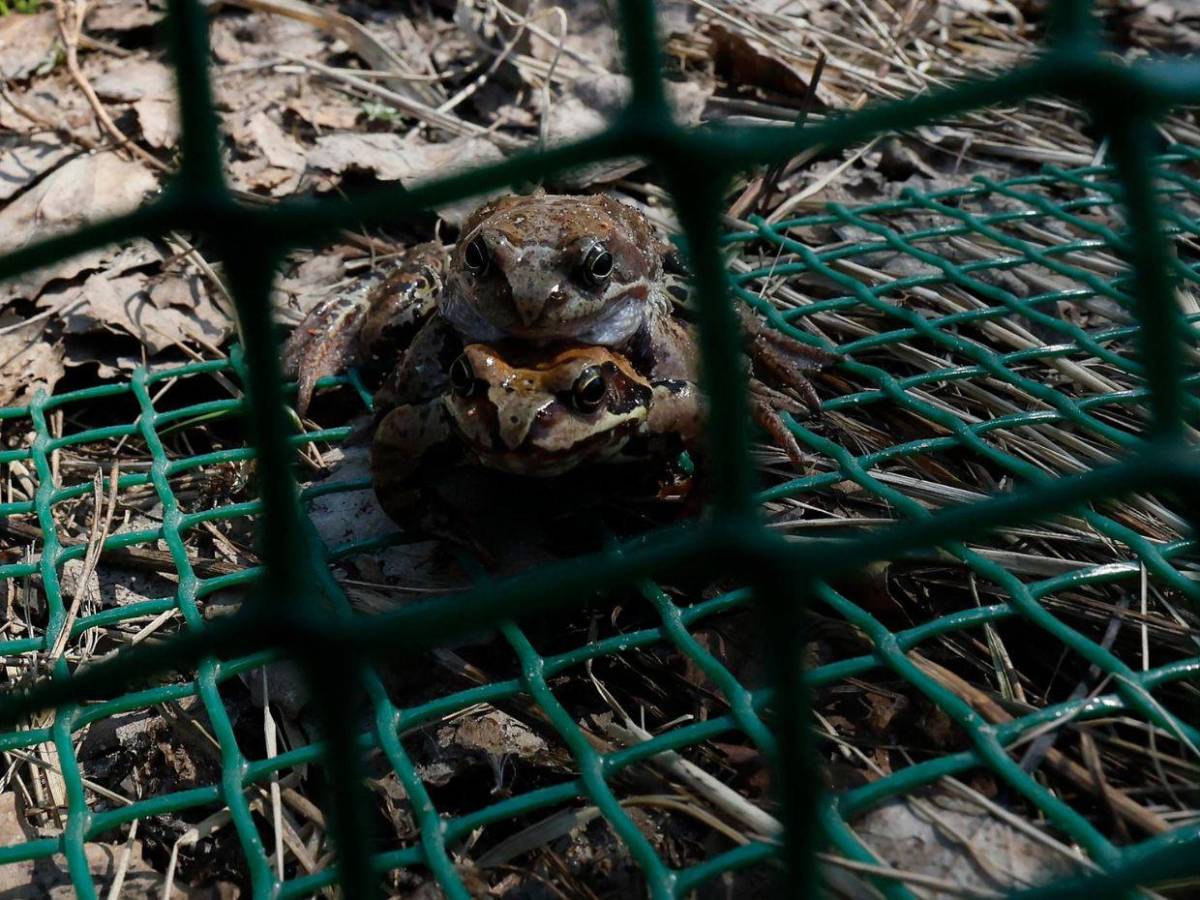 ¡Paso a los anfibios!: San Petersburgo ayuda a las ranas en su migración