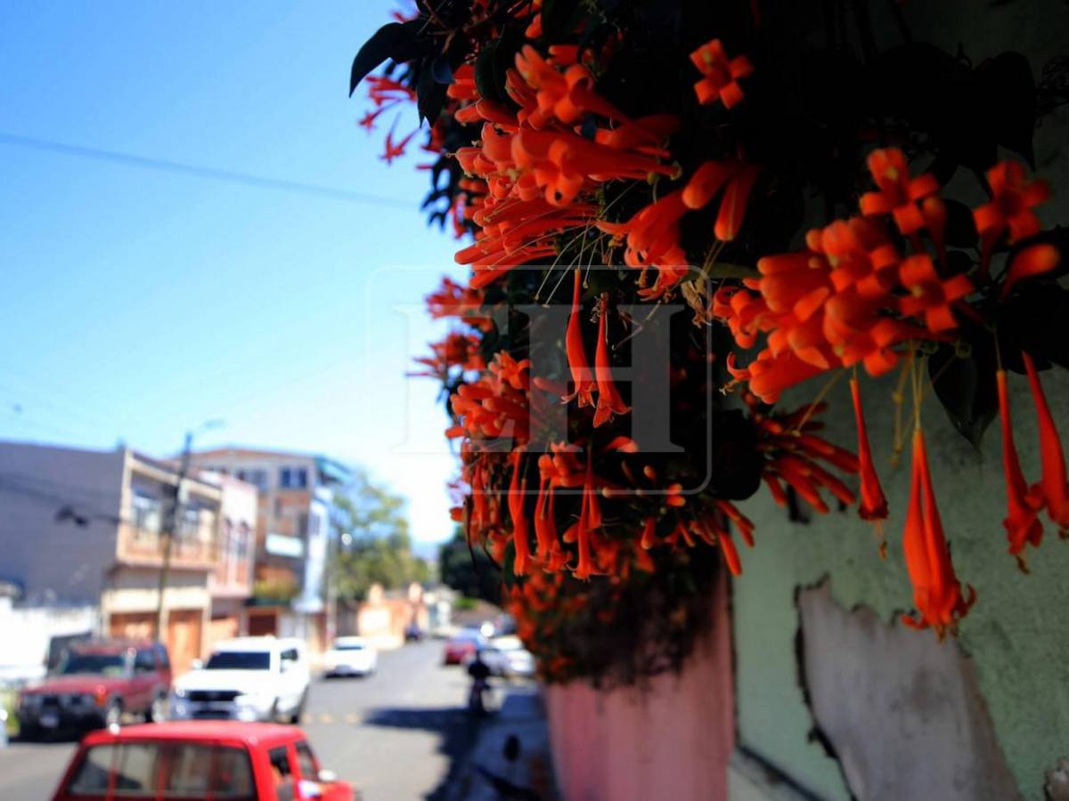 Un espectáculo natural: flores llenan de frescura la capital hondureña​​​​​​