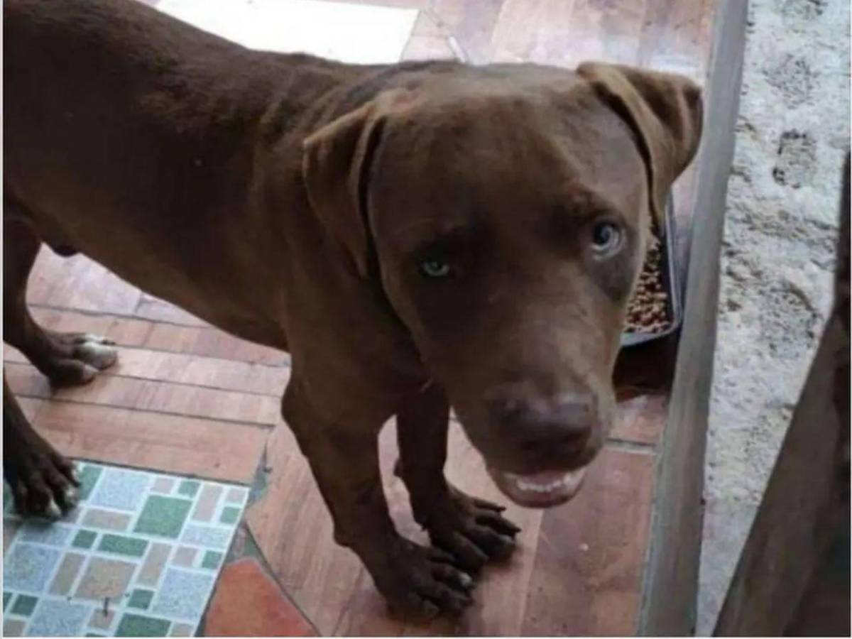 Caso de Allison Argueta en 2022: atribuyeron su muerte a ataque de pitbull, pero autopsia reveló homicidio