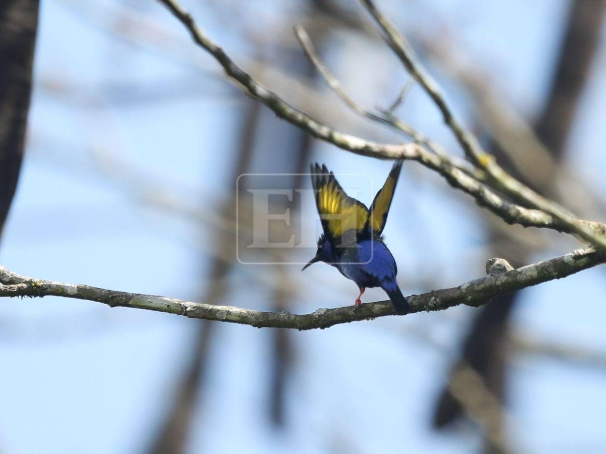 Un recorrido entre las aves que anidan en el corazón verde de Honduras