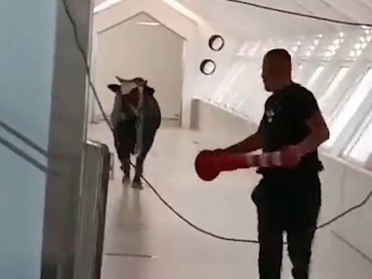 Un toro irrumpe en un banco en Israel y siembra el pánico