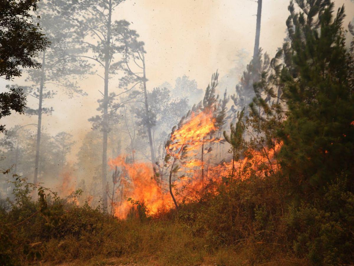 Dos devastadores incendios forestales arrasan el bosque de La Tigra en la capital