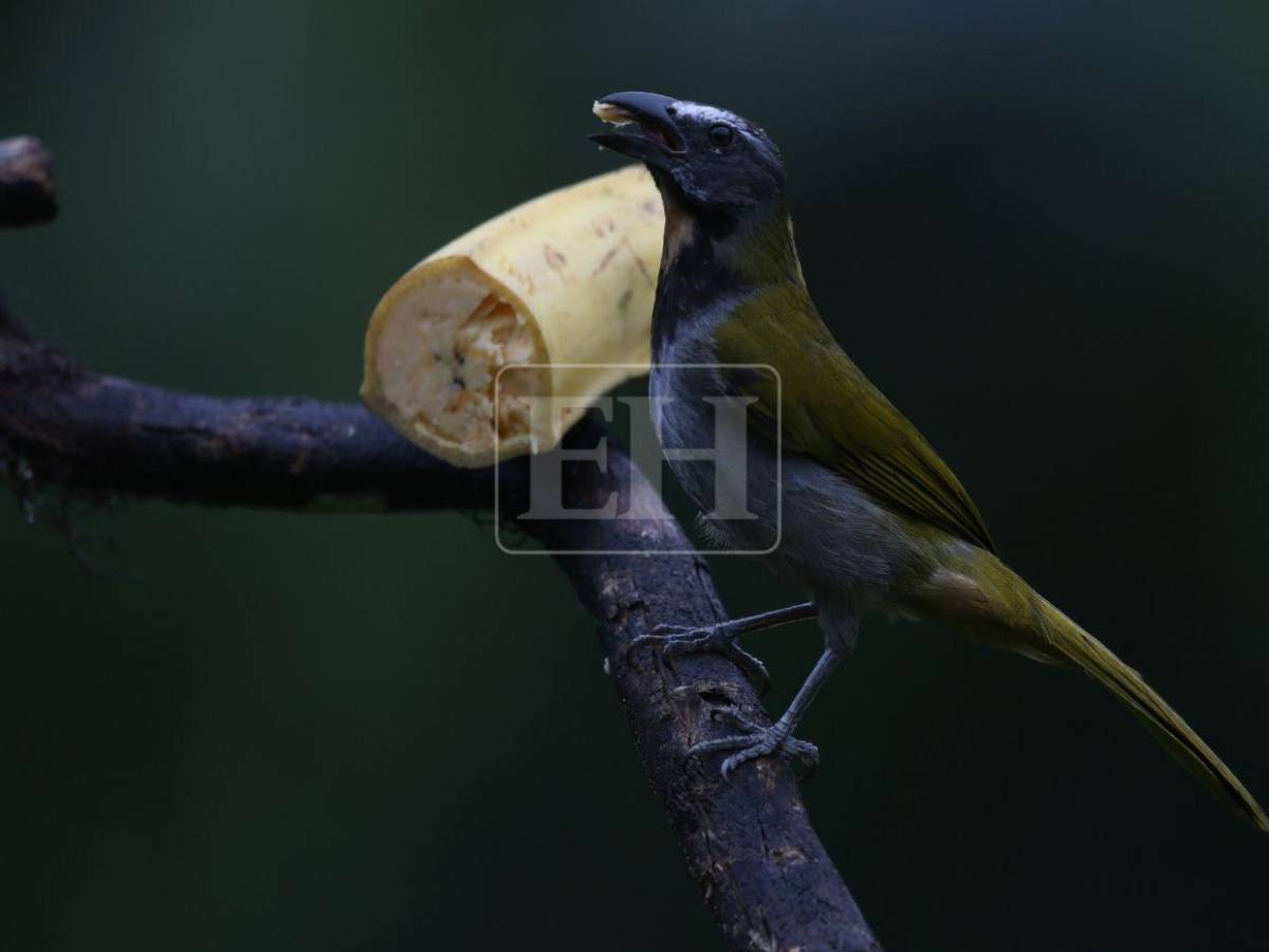 Un recorrido entre las aves que anidan en el corazón verde de Honduras