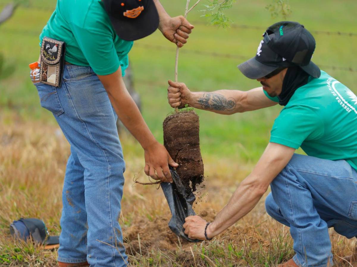 Jalisco reforesta sus bosques tras expansión de cultivos de agave para producir tequila