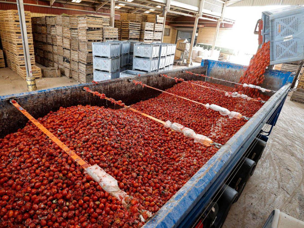 Tomatina 2025: Más de 22 mil personas combaten ​a tomatazos en Buñol