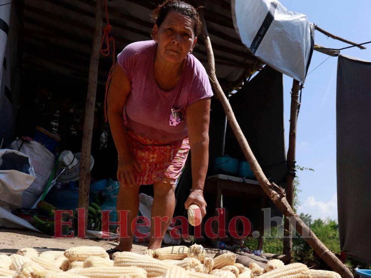 Los cultivos de muchas familias se perdieron. Esta señora trata de rescatar parte de las mazorcas de maíz que tenían como reserva para alimentar a su familia, ahora no queda nada.