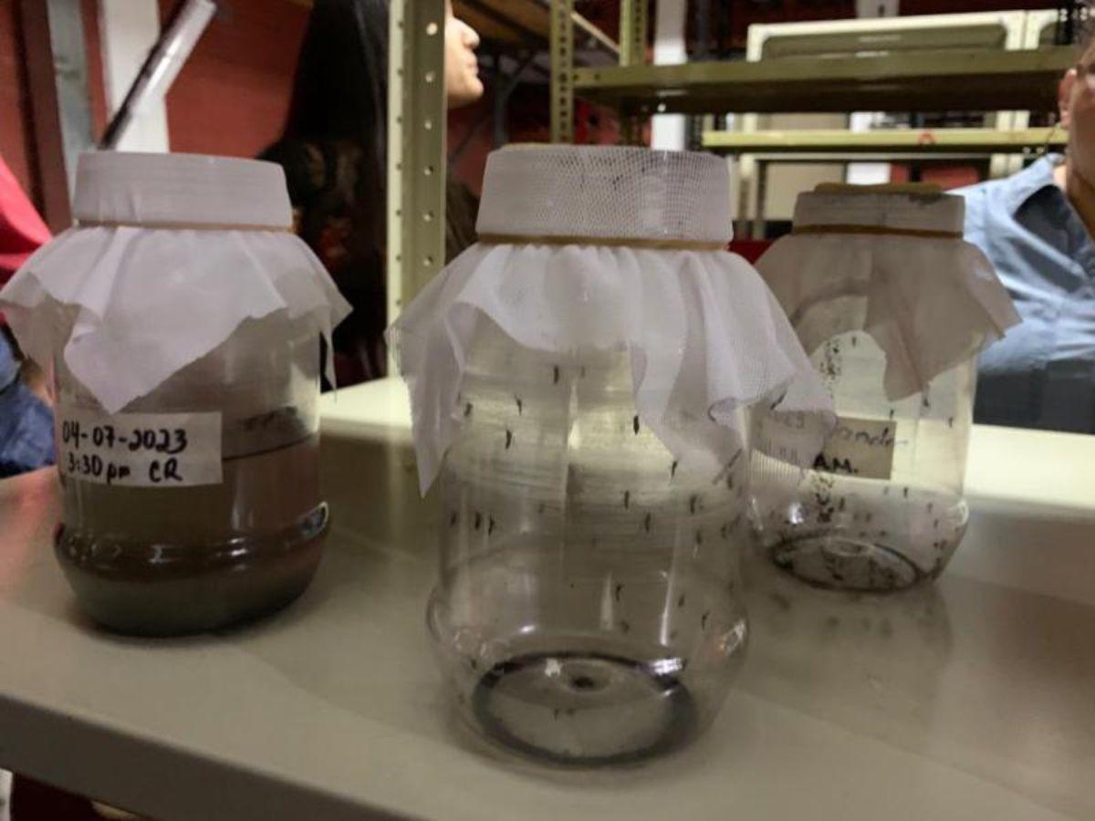 Casi L 25 millones cuesta proyecto de mosquito Wolbachia para combatir el dengue
