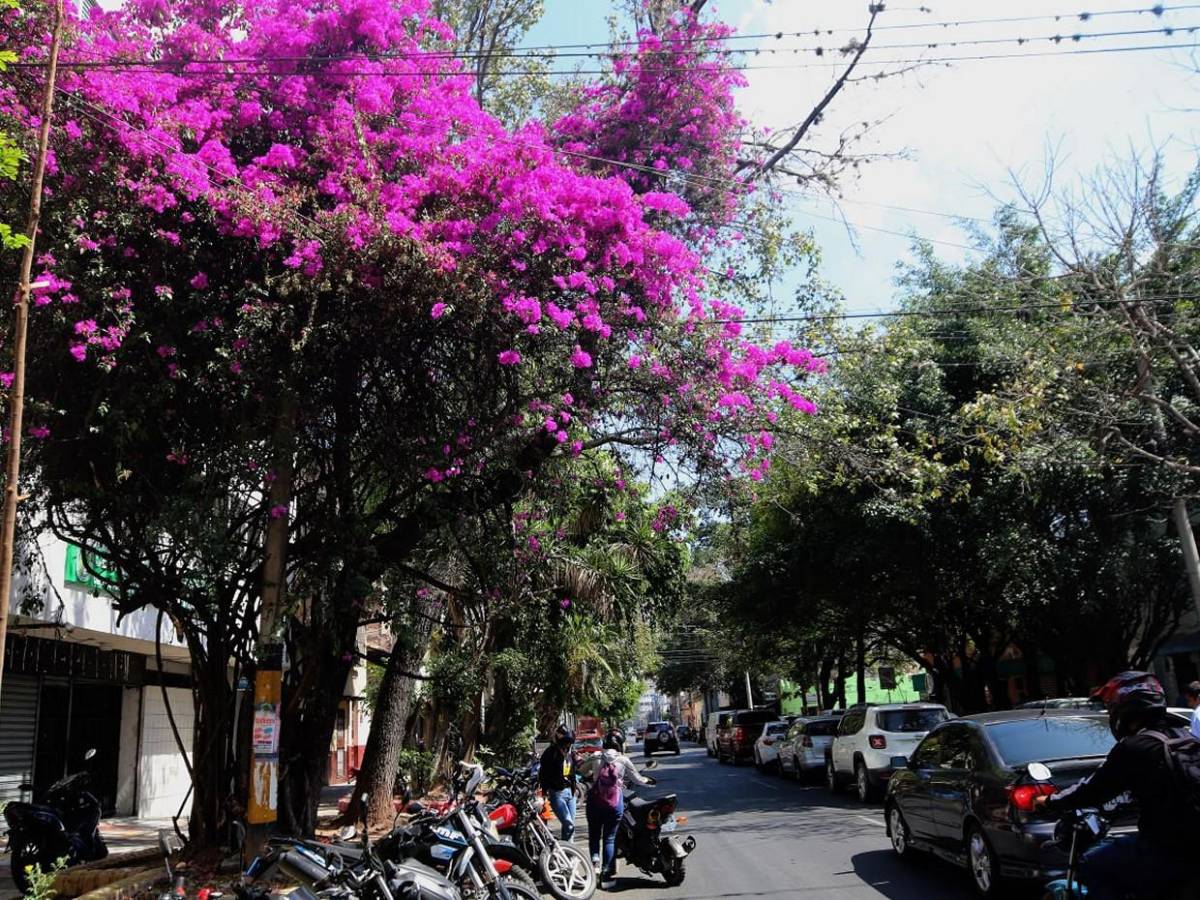 Los macuelizos con sus alegres colores embellecen la capital de Honduras