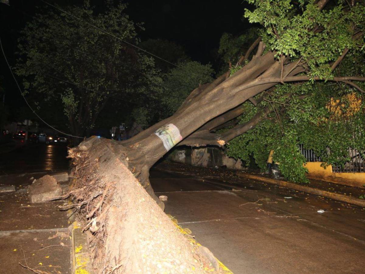 Sin electricidad y sin paso vehicular: caos en Palmira tras caída de árbol por las lluvias