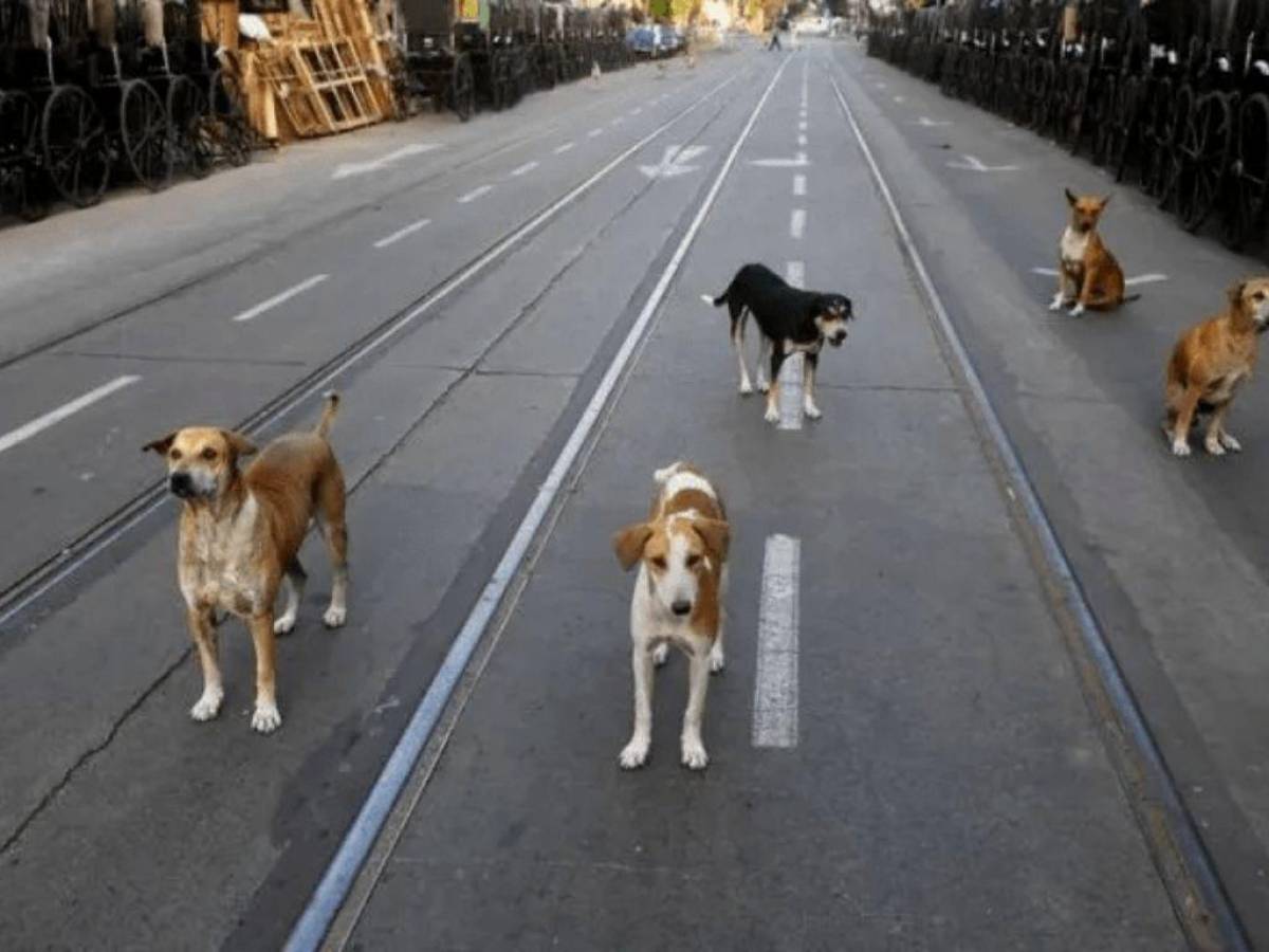 Tráiler que llevaba cuatro toneladas de perros y gatos muertos se accidenta en carretera