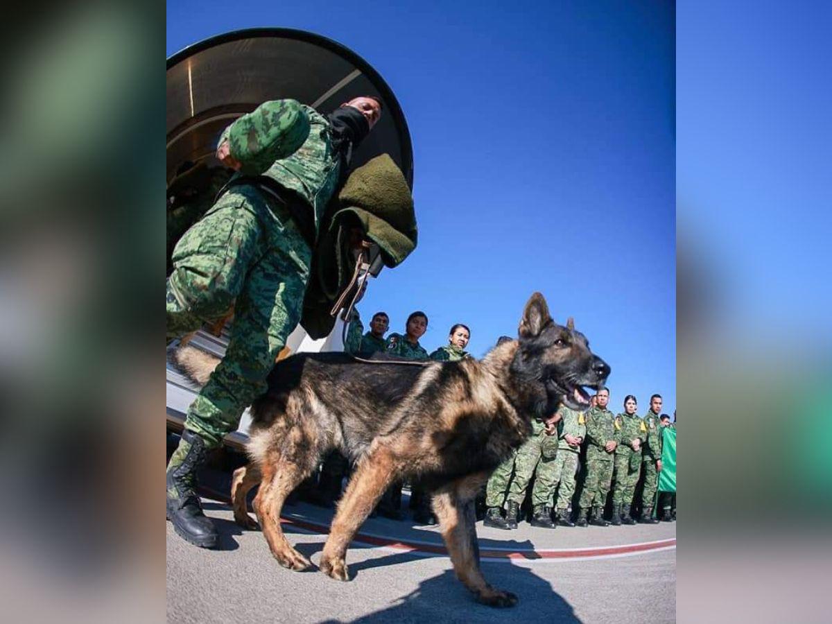 Muere Proteo, el perro rescatista mexicano enviado a Turquía