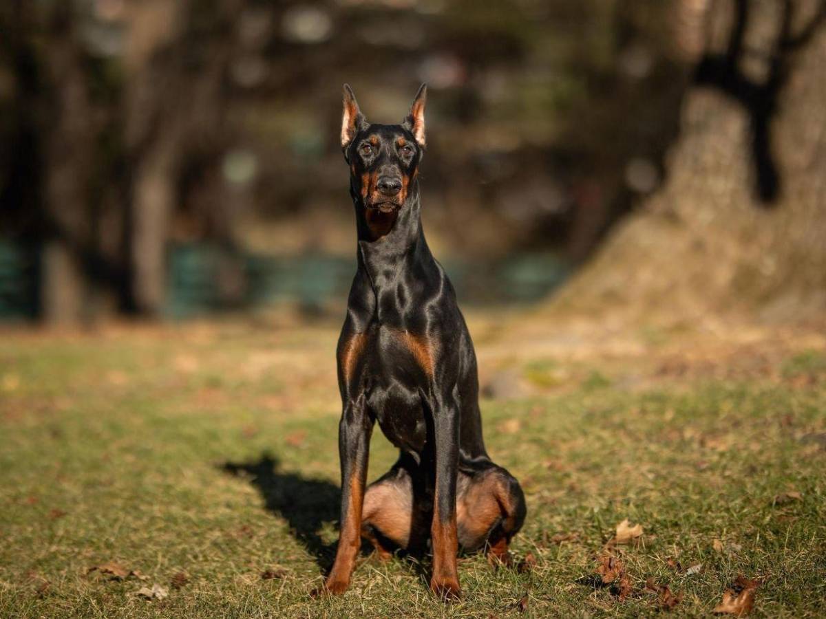 Lamentable: rompió el mercado en verano y ahora recibe amenazas de muerte