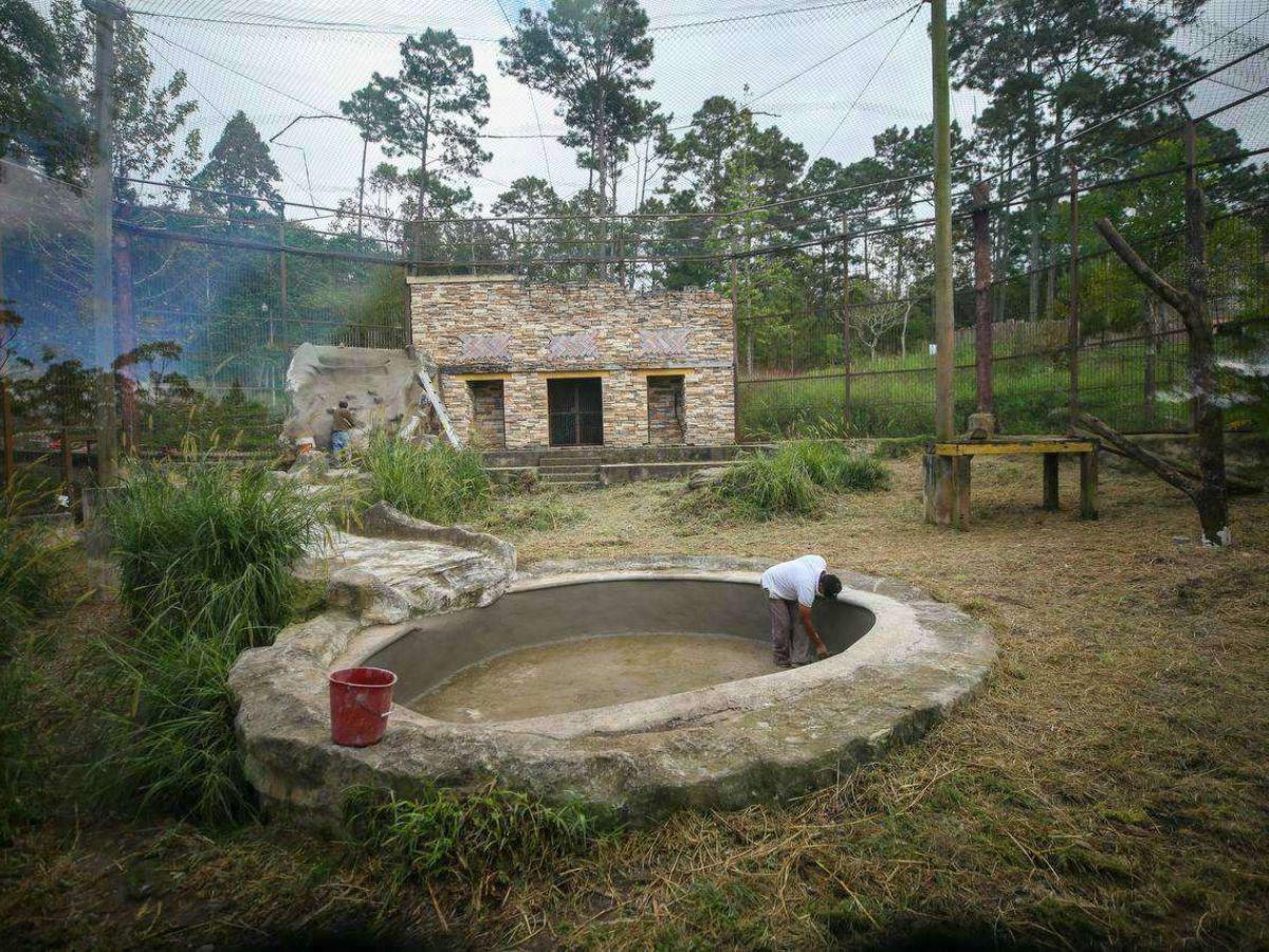 Con la reactivación de los estanques de tilapias se generará alimento para los animales, por tanto se reducirán los costos de manutención y se encamina a un modelo sostenible.