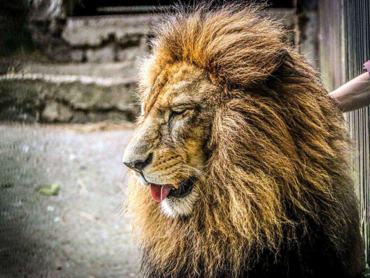 Simba es el rey de El Picacho, su imponente figura cautiva a todos los visitantes, para mantenerlo saludable recibe enriquecimientos ambientales así como una óptima alimentación.