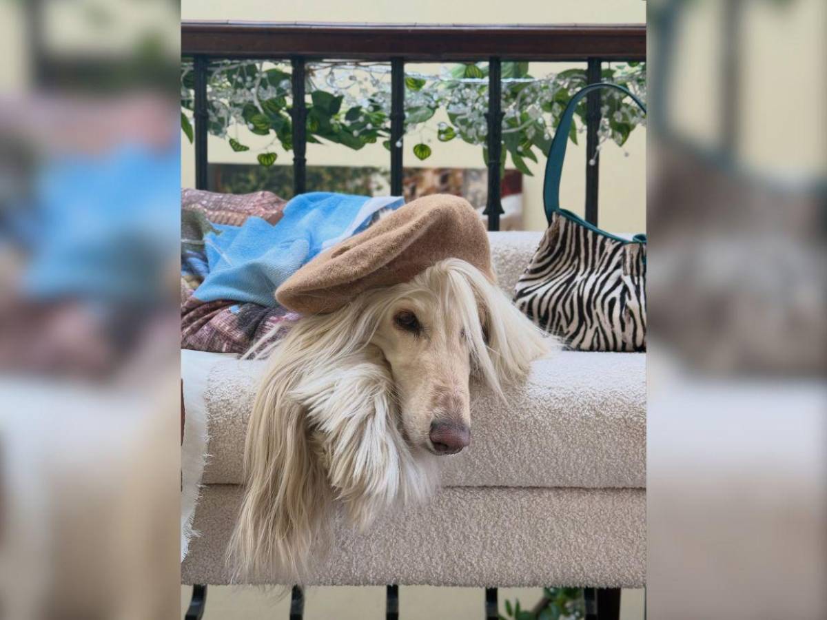 Samantha, la galga afgana que conquista las redes con su glamour de modelo