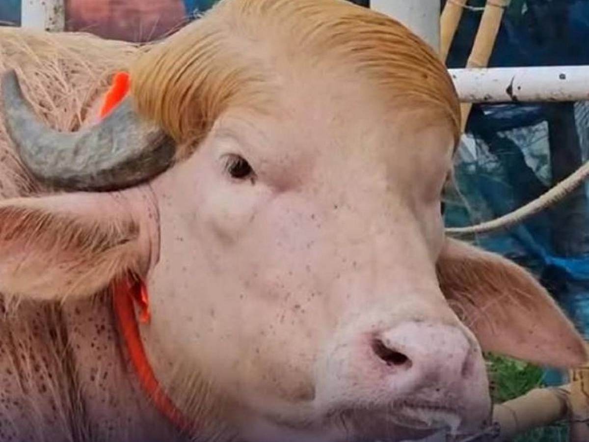 Su parecido con Donald Trump le salvó la vida: búfalo albino causa furor en redes