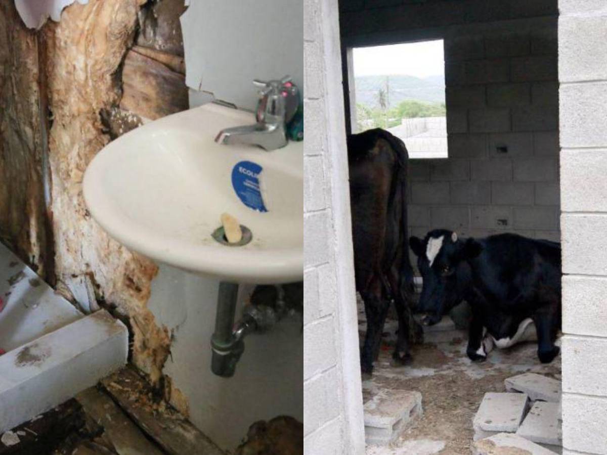 Se robaron los sanitarios y las casas son habitadas por vacas: crisis en Lomas del Diamante