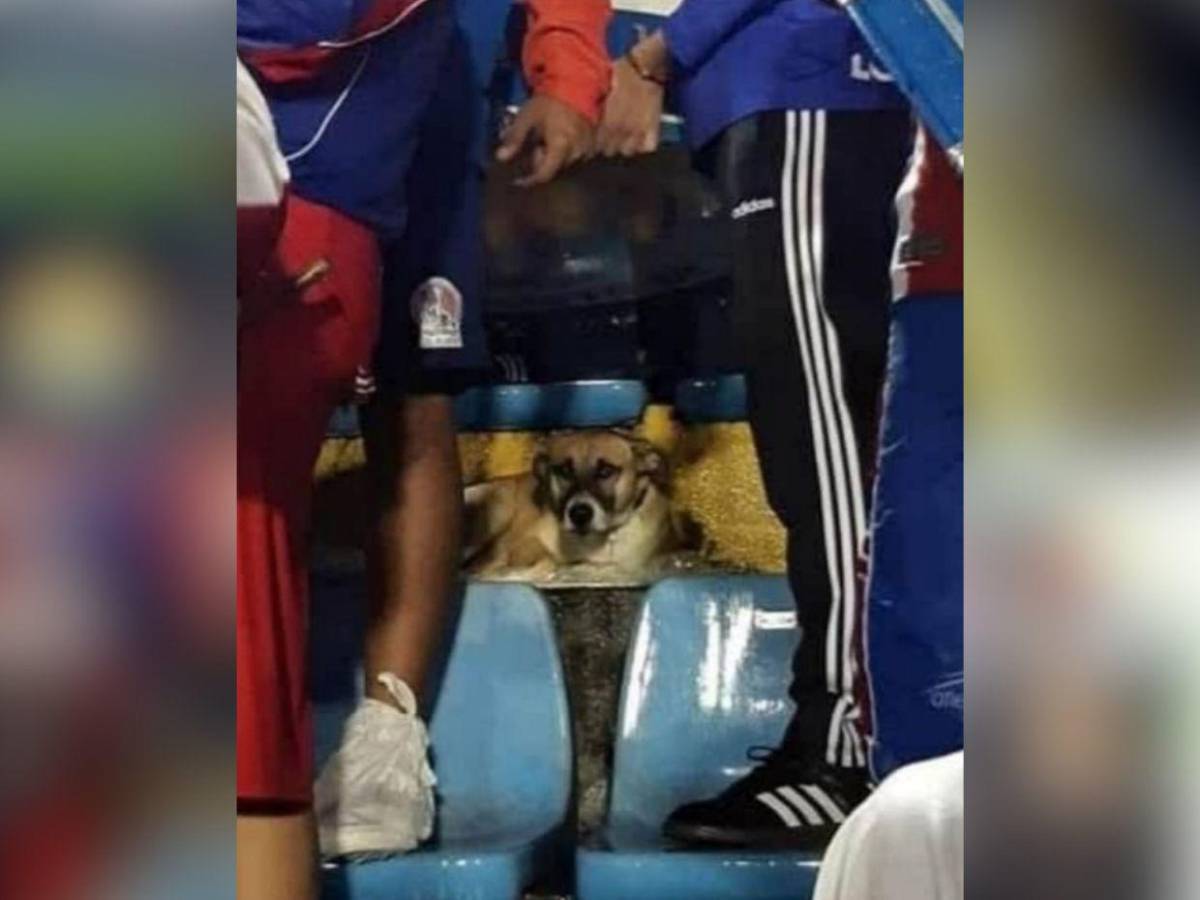 Muere “Kalimán”, el perro que se convirtió en símbolo de fidelidad entre aficionados del Olimpia
