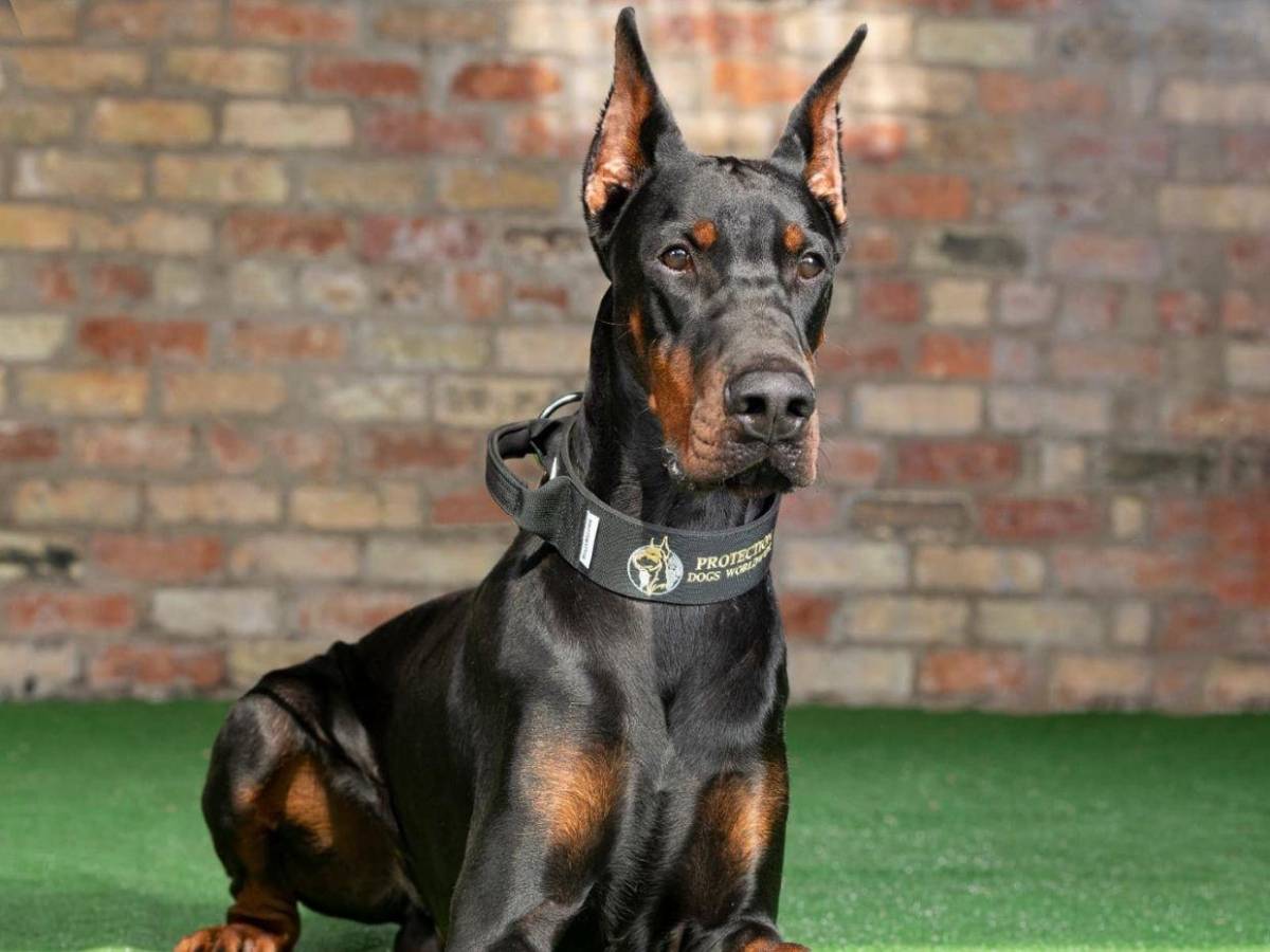 Lamentable: rompió el mercado en verano y ahora recibe amenazas de muerte