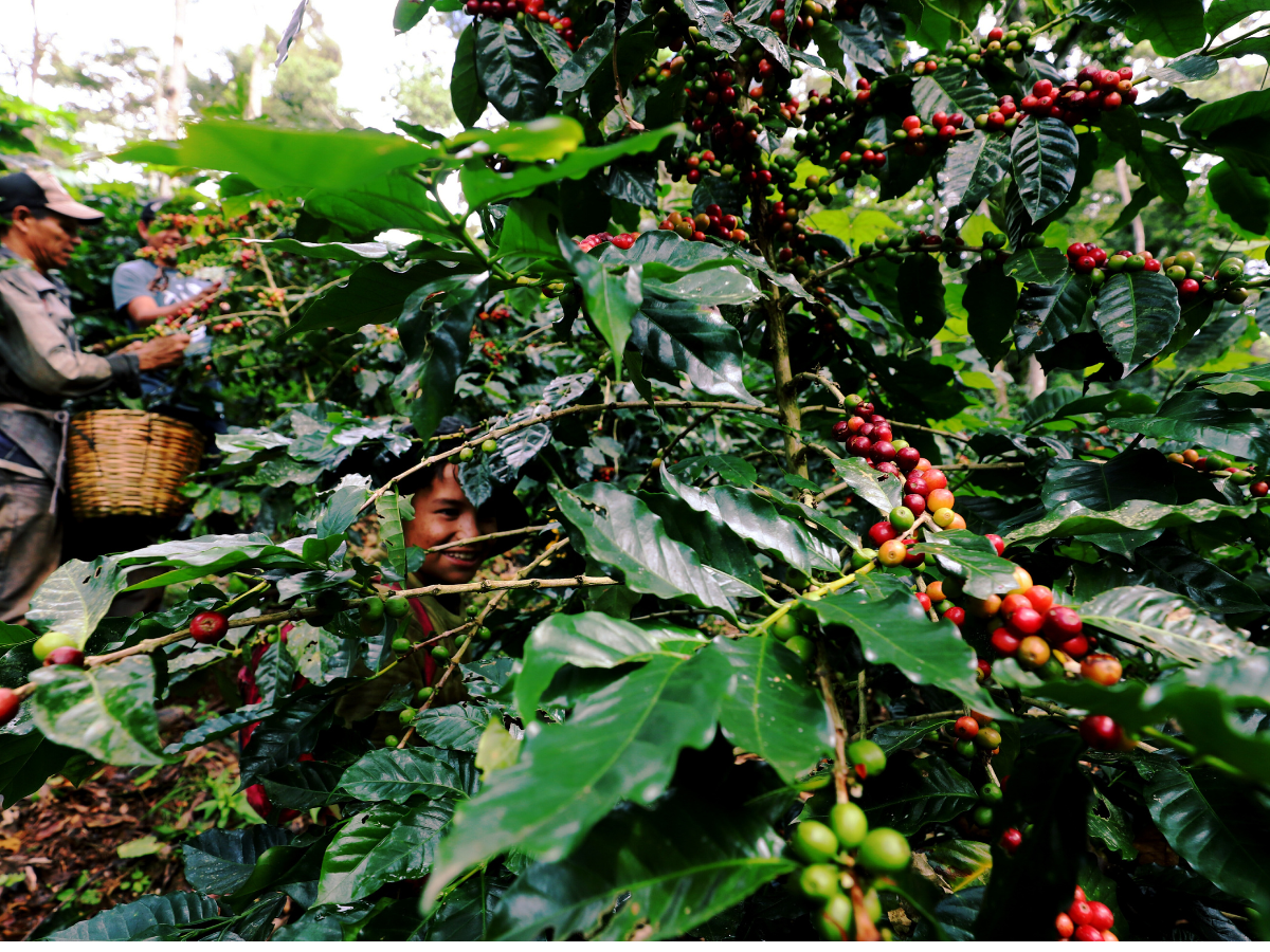 $!Además de enfrentar el mal estado de las carreteras los productores de café no encuentran cortadores para recoger la cosecha ya que mucha gente ha migrado al extranjero.