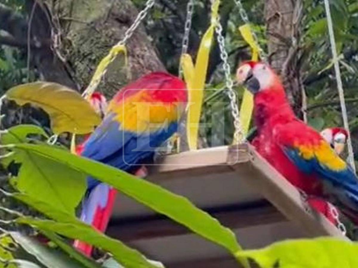 Guacamayas rojas surcan los cielos de La Ceiba, tras más de 60 años de ausencia