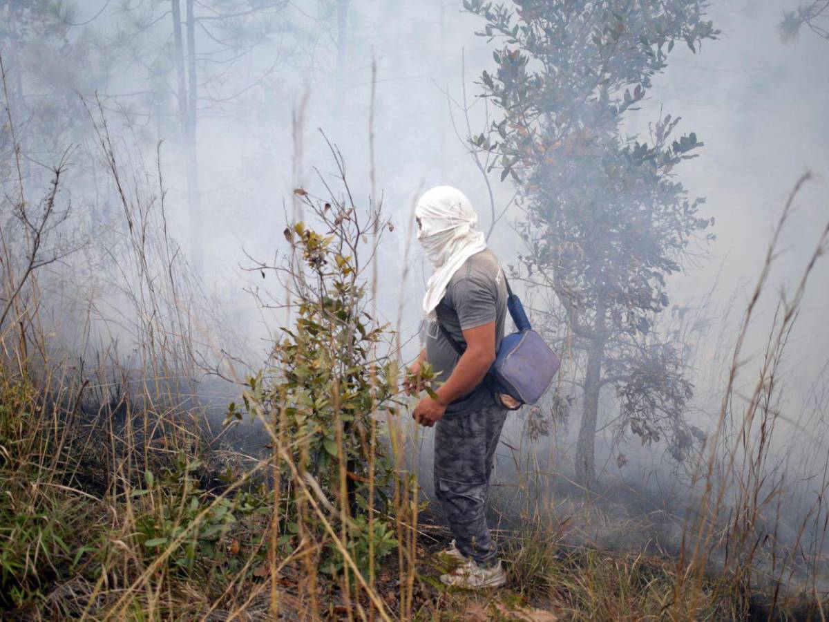 FF AA combaten nueve incendios forestales durante el fin de semana