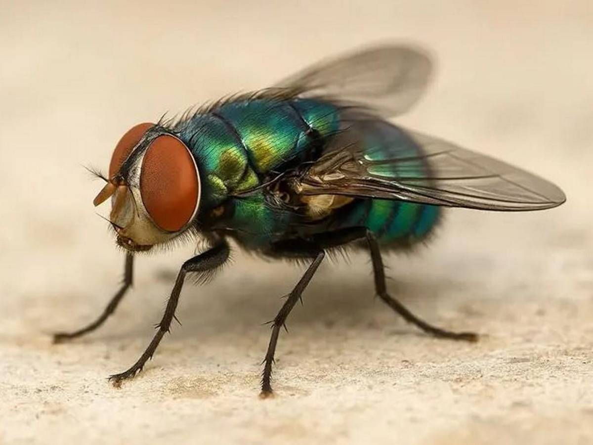 Miasis en humanos: ¿Cómo luce la mosca cochliomyia hominivorax que la provoca?