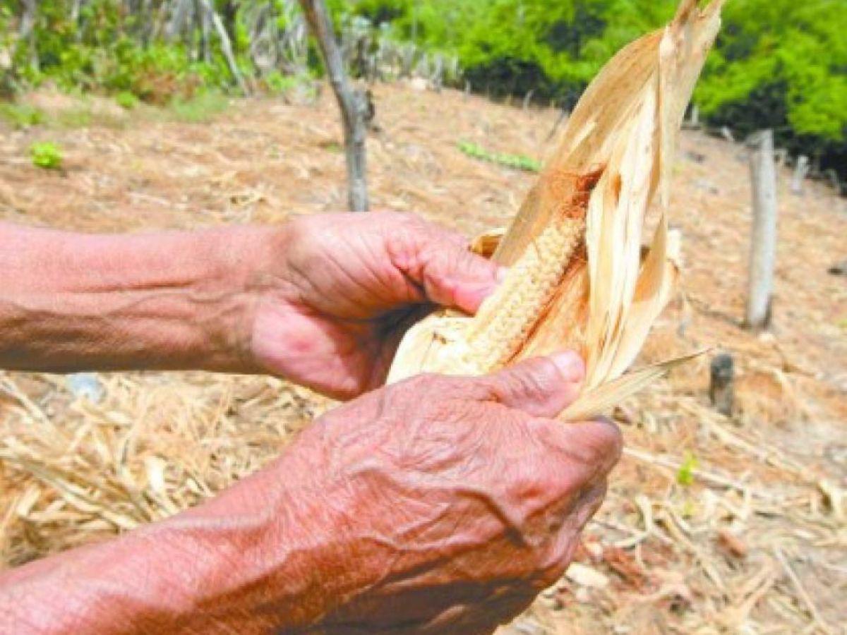 Pronostican pocas lluvias por fenómeno El Niño en Honduras