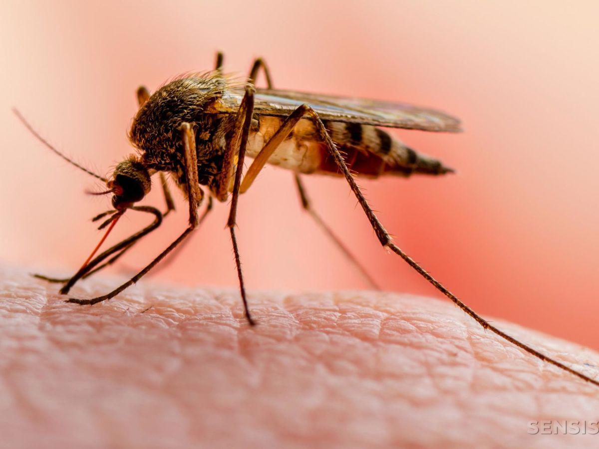 Salud en alerta ante incremento de casos de malaria en Honduras