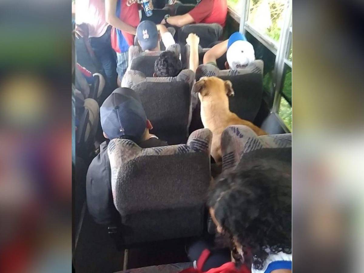 Muere “Kalimán”, el perro que se convirtió en símbolo de fidelidad entre aficionados del Olimpia