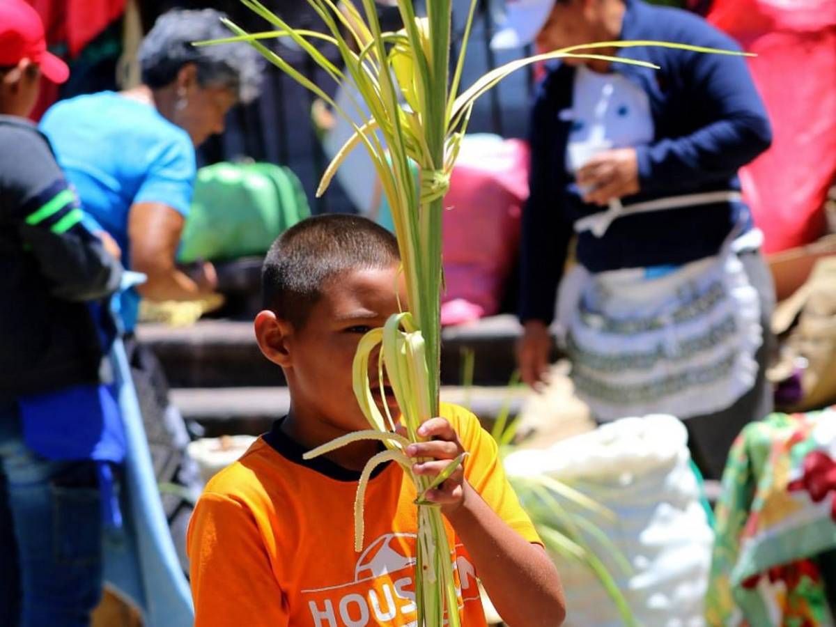 Palmas de olivo anuncian llegada de Semana Santa en la capital Palmas de olivo anuncian llegada de Semana Santa en la capital