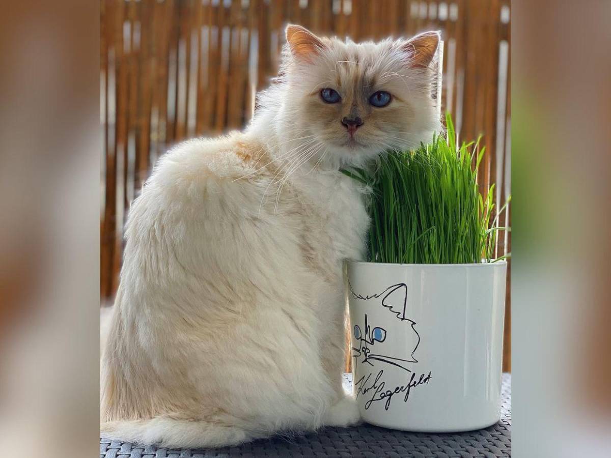 Choupette, la gata de Karl Lagerfeld, aún no recibe su millonaria herencia