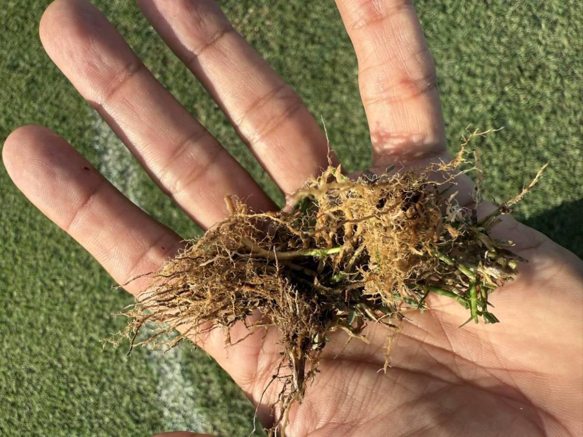 ¡Nueva cara! Así luce el estadio Nacional tras el control de la plaga que lo estaba afectando