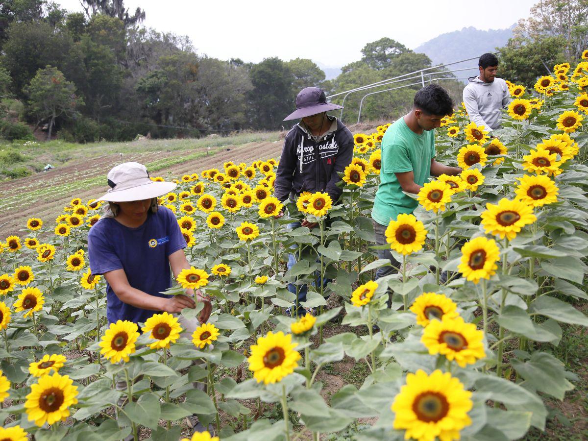 La eterna primavera floral del municipio de Santa Lucía, Francisco Morazán
