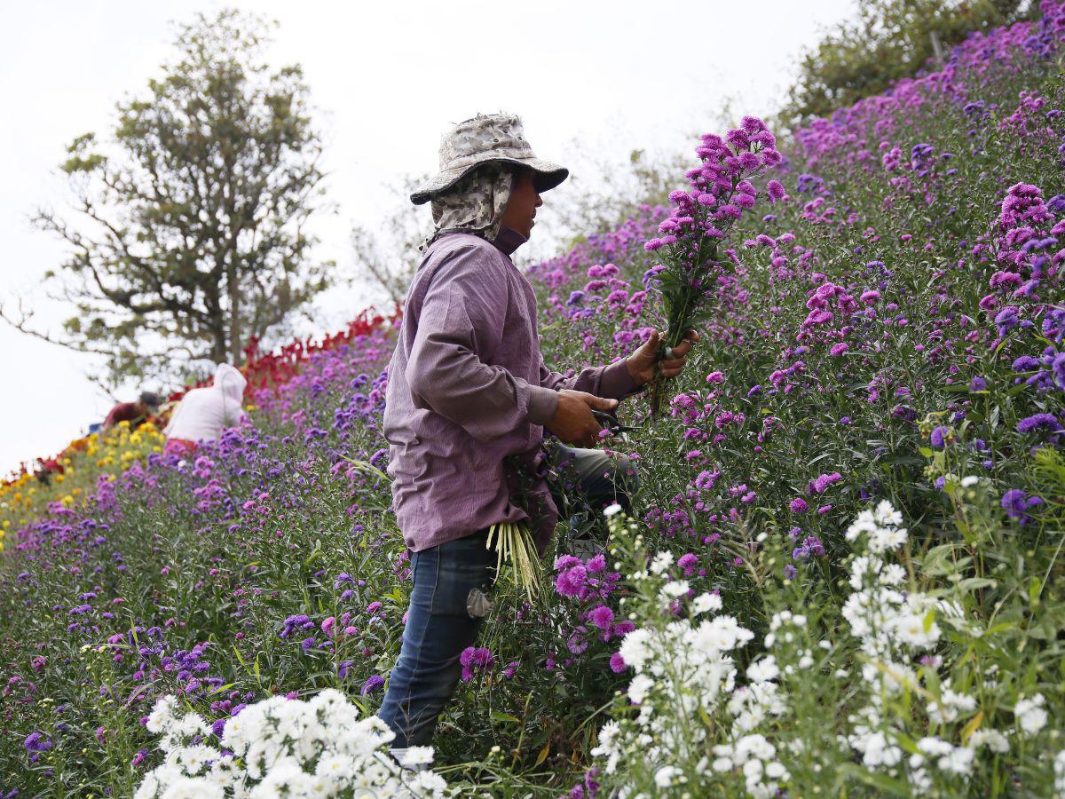 La eterna primavera floral del municipio de Santa Lucía, Francisco Morazán