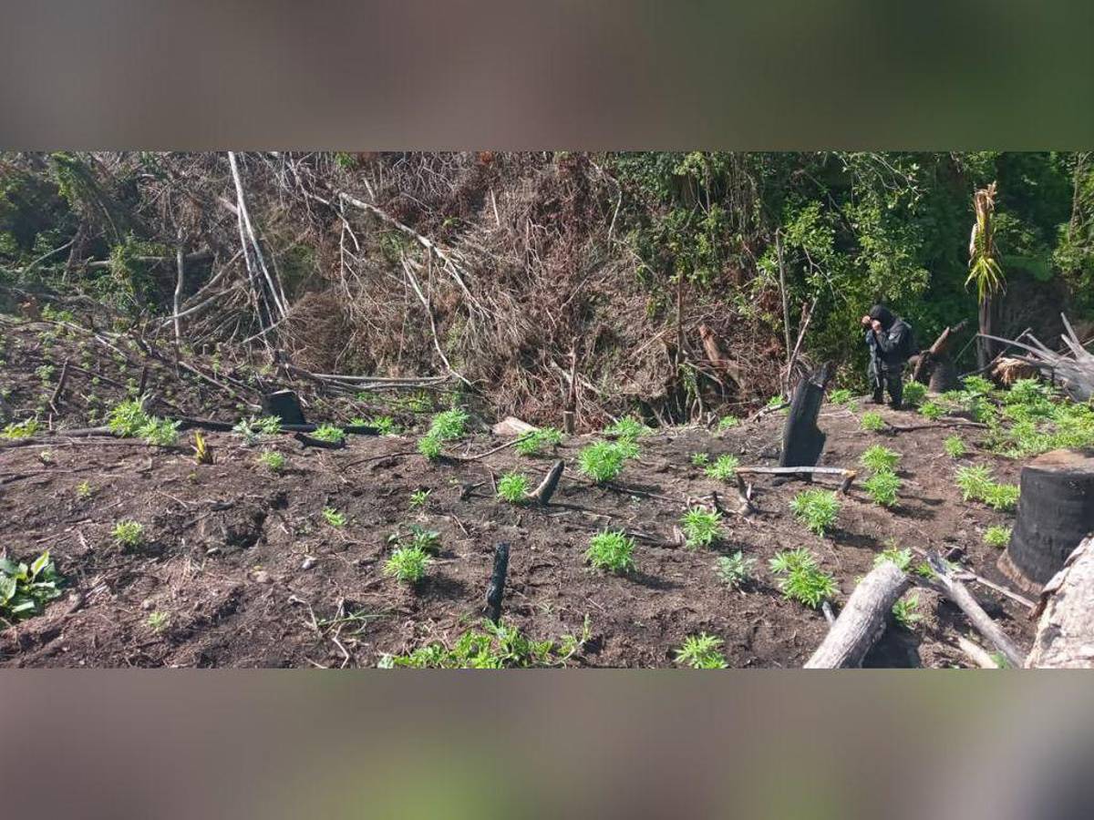 Aseguran sembradío con más de 50 mil plantas de marihuana en Colón