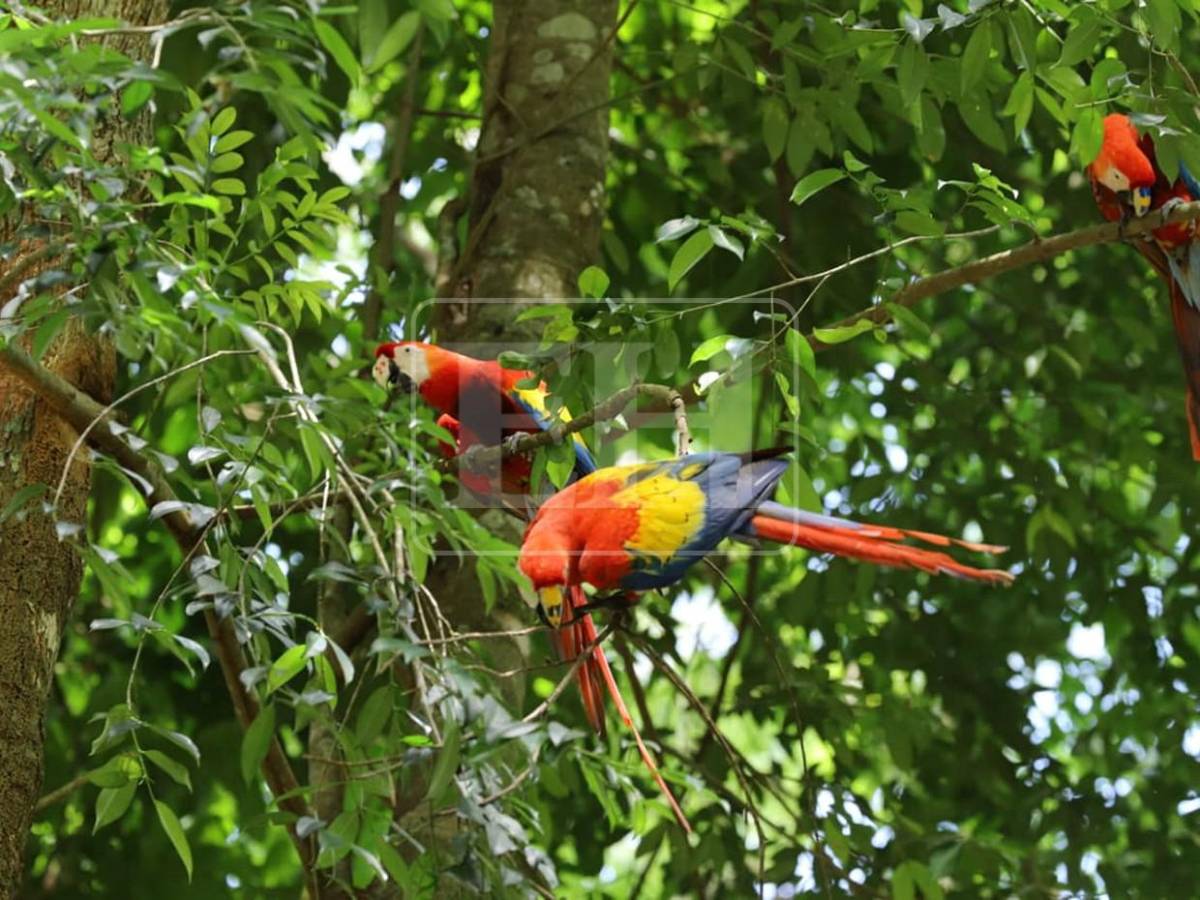 Siete Ara macaos más vuelan libres en cuenca del Río Cangrejal