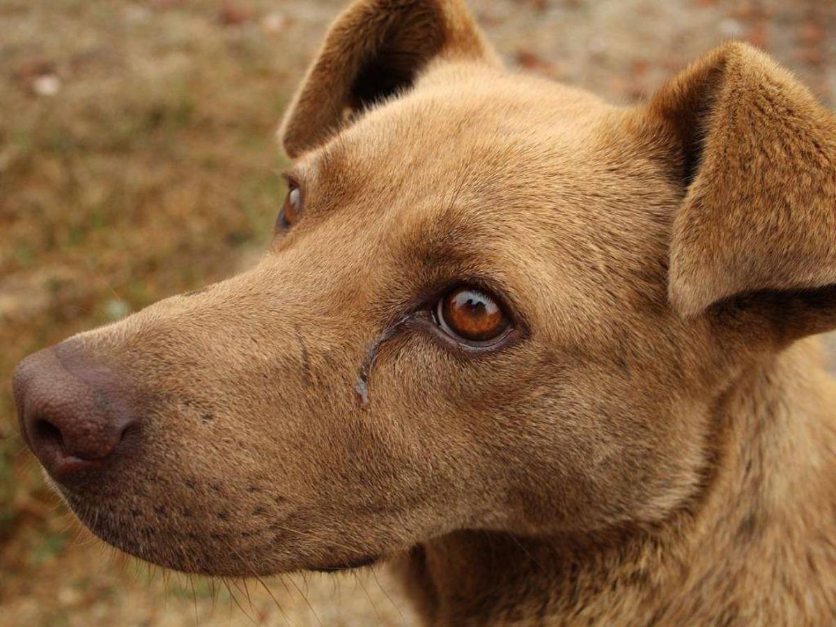 Estudio prueba que los perros lloran al reencontrarse con sus dueños