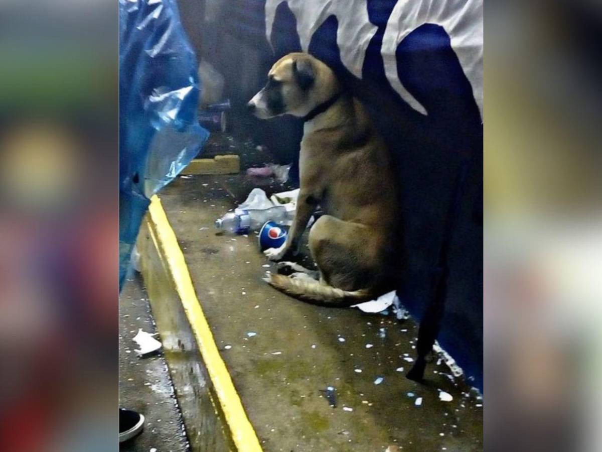 Muere “Kalimán”, el perro que se convirtió en símbolo de fidelidad entre aficionados del Olimpia