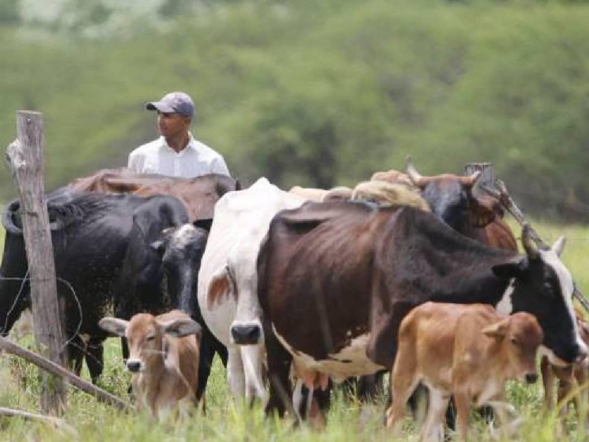 Futbolistas hondureños que decidieron tener negocio propio: Ganadería y restaurantes destacan