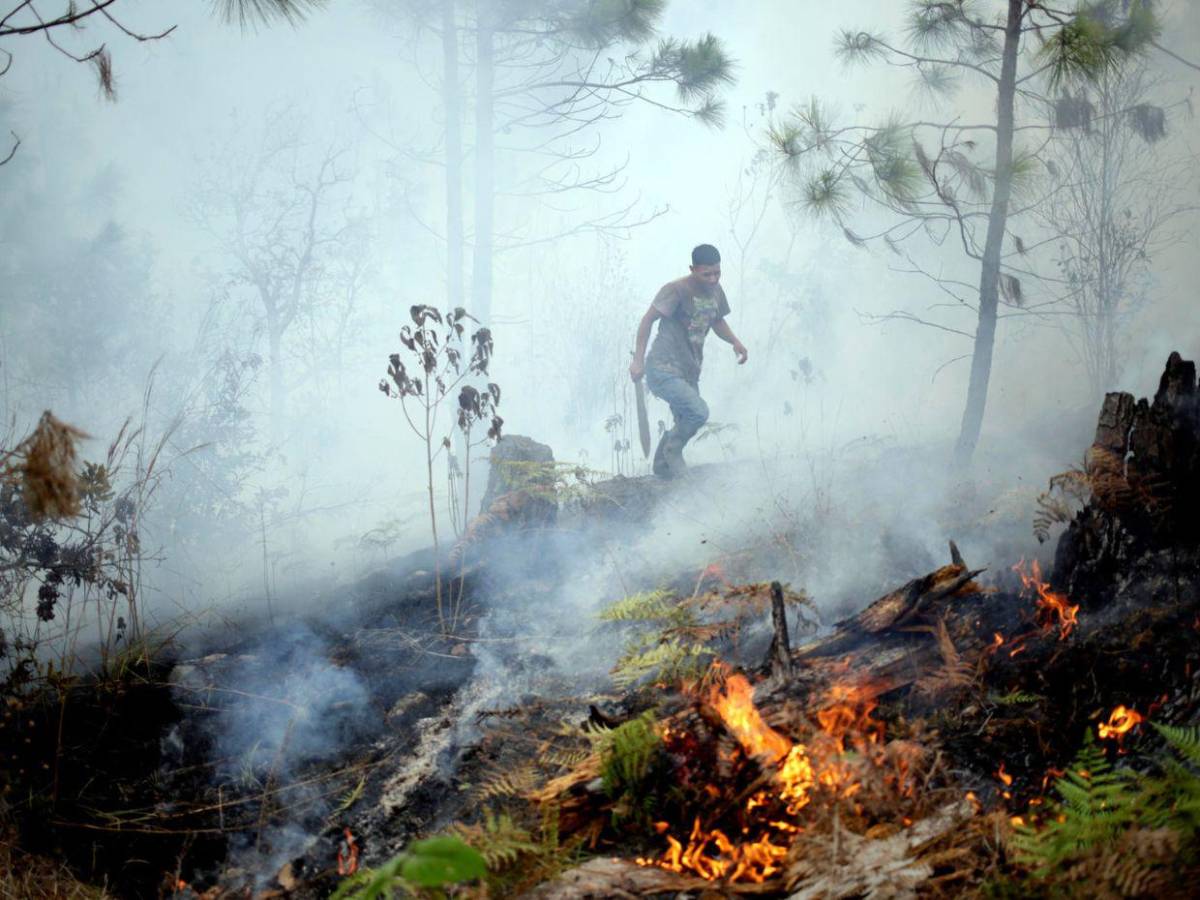 FF AA combaten nueve incendios forestales durante el fin de semana