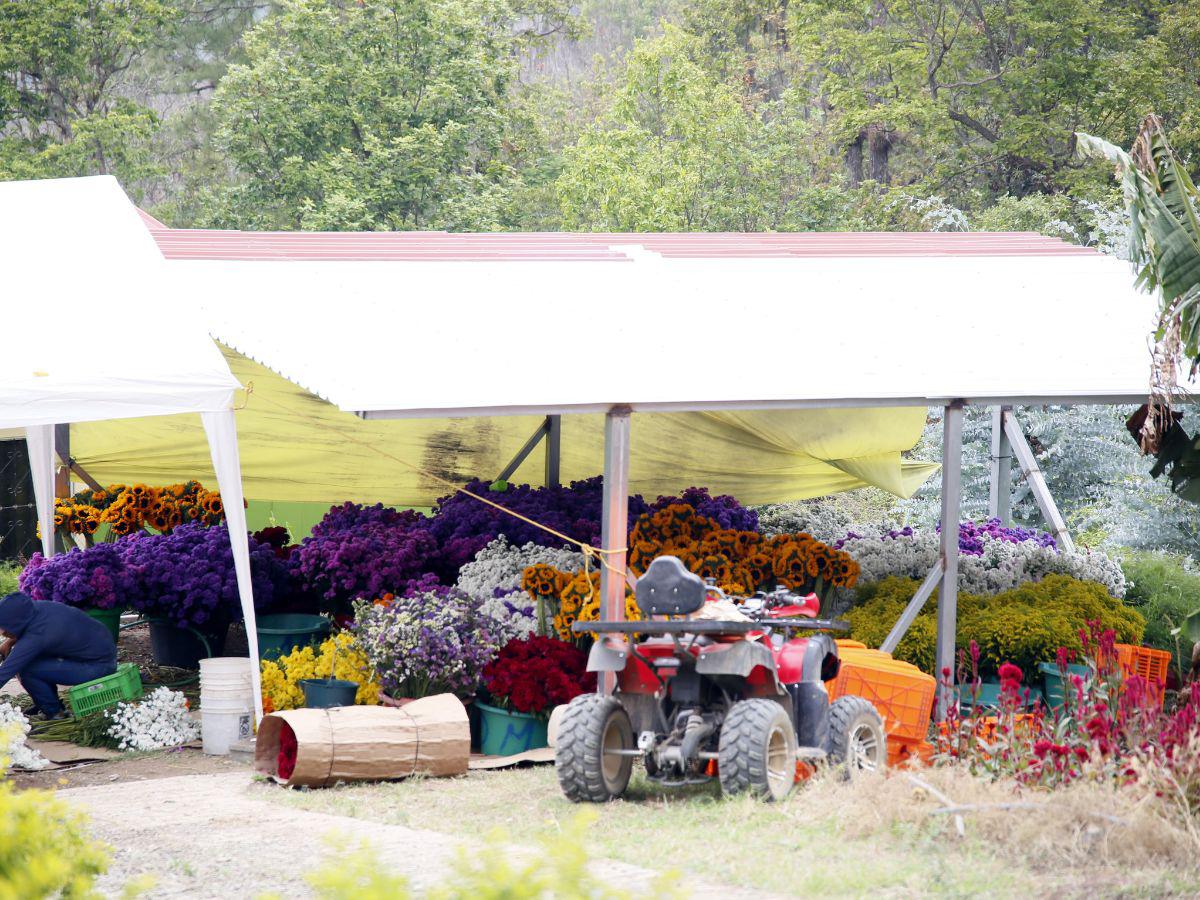 La eterna primavera floral del municipio de Santa Lucía, Francisco Morazán