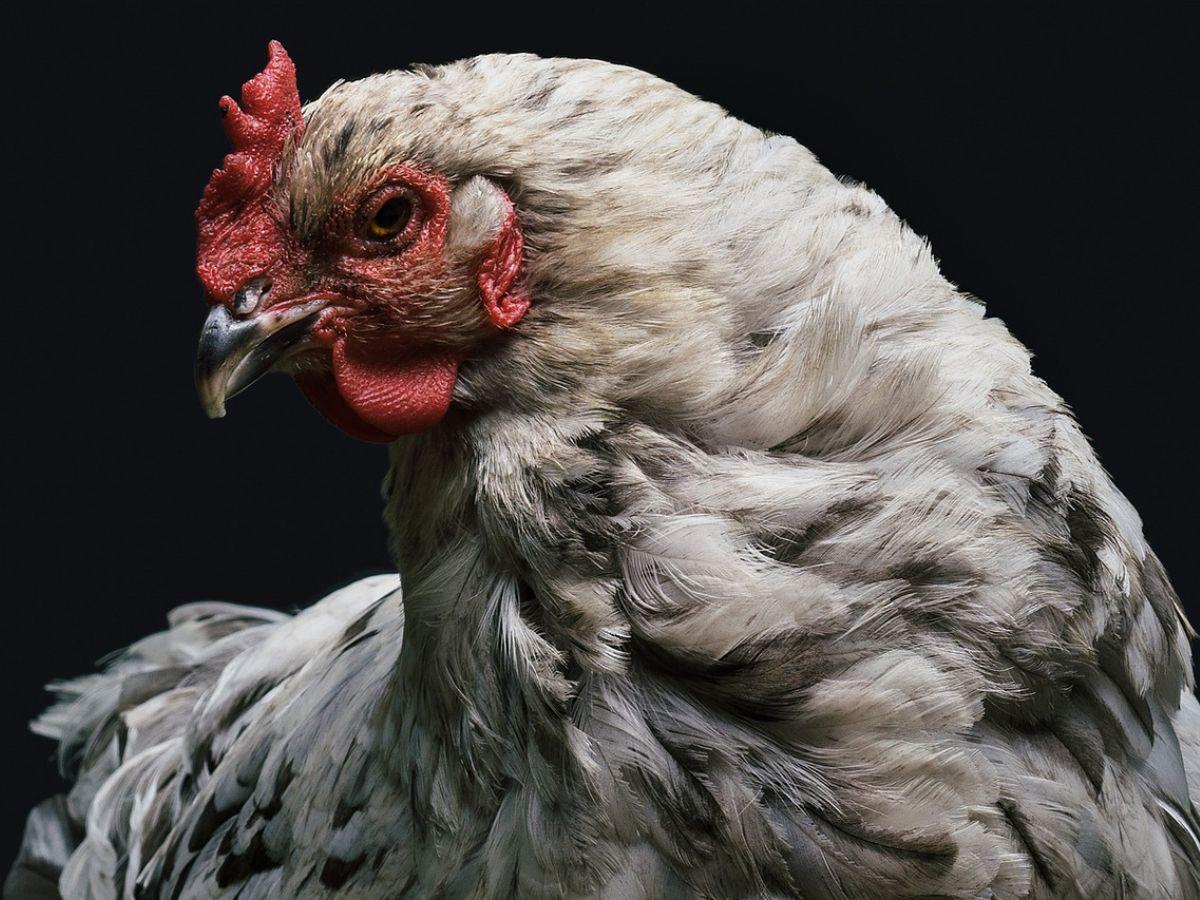 ¿Puedo consumir huevos y carne de aves? Panorama de la influenza aviar en Honduras