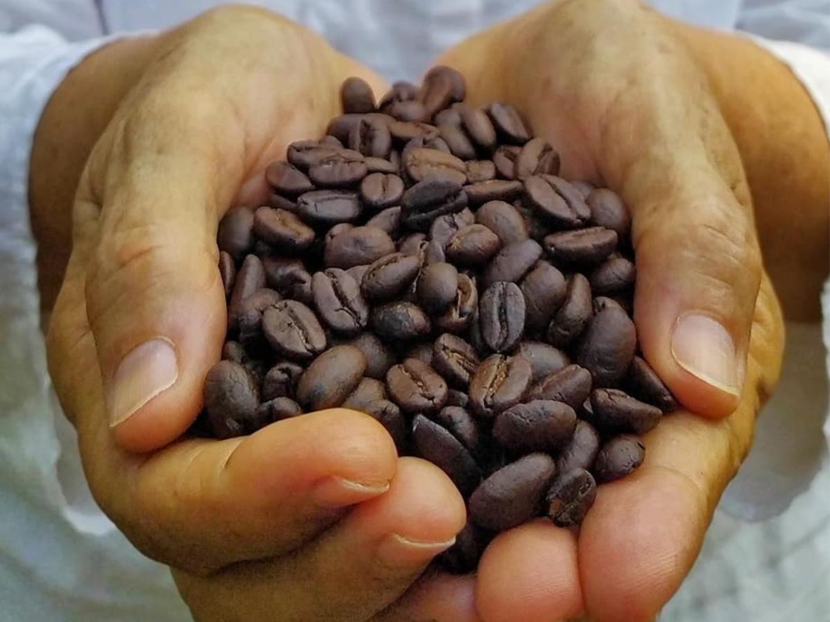 <i>Naturaleza y sabores, Ecofinca Luna del Puente ofrece variedades como Paca, Lempira, Catuaí y Parainema, con notas de caramelo, chocolate y miel.</i>