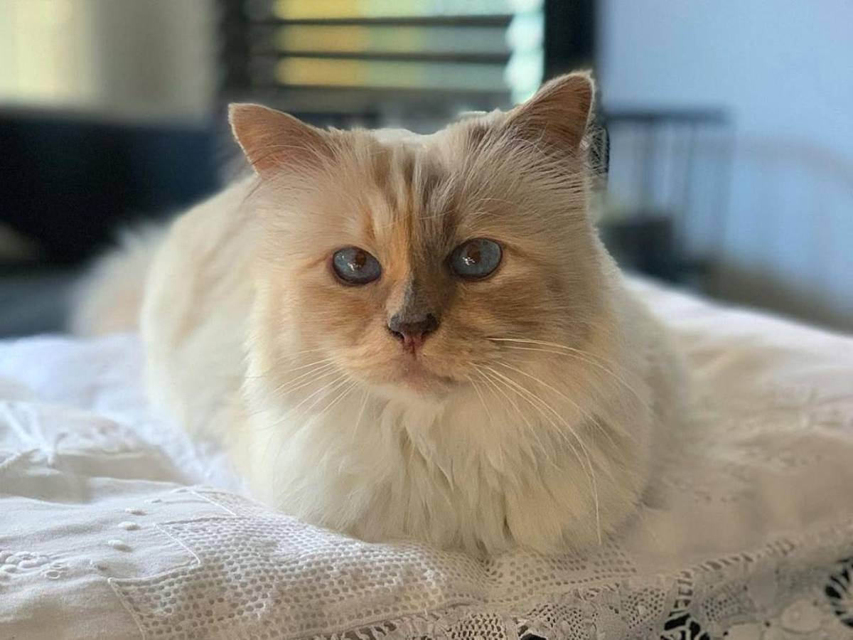 Choupette, la gata de Karl Lagerfeld, aún no recibe su millonaria herencia