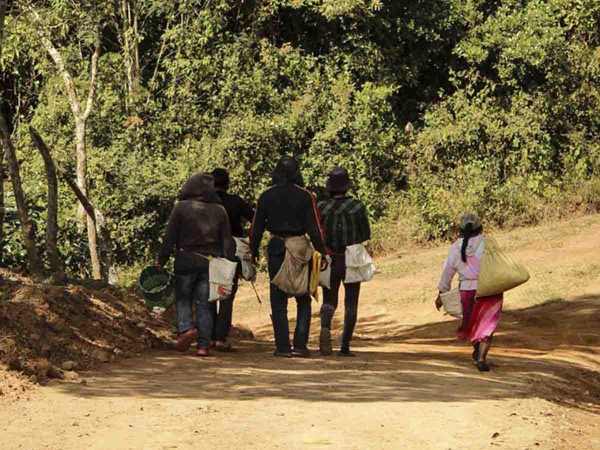 <i>Cortadores hábiles que dan vida al café, considerados el eslabón crucial en la cadena de producción cafetalera.</i>